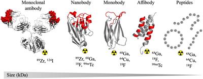 Navigating the landscape of PD-1/PD-L1 imaging tracers: from challenges to opportunities